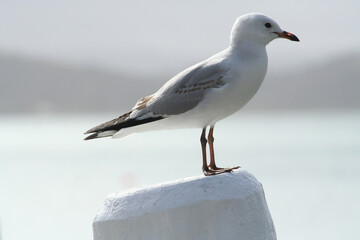 Obraz premium Seagull bird perching on a white surface against a blurred background