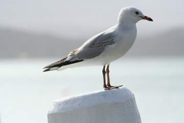 Seagull bird perching on a white surface against a blurred background