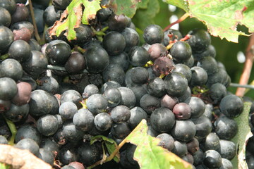 Bunch of ripe grapes in a vineyard