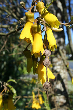 Bunch of yellow Kowhai flowers bloom on tree branches on a sunny day