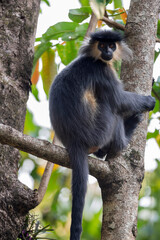 Manas National Park, Assam, India. Capped langur, Native to Bangladesh, Bhutan, India, and Myanmar. Trachypithecus pileatus. Vulnerable with population decreasing
