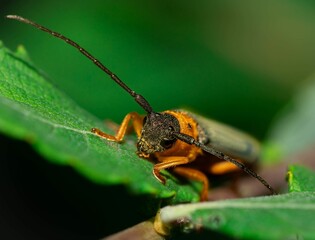 Selective focus of a bug on a leaf