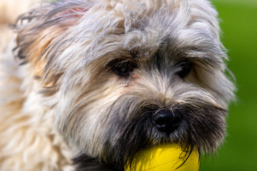 Naklejka na ściany i meble Closeup shot of an adorable fluffy dog with a yellow ball in its mouth