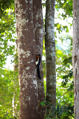 a squirrel ran up the tree