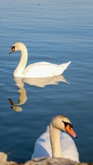 Vertical shot of two beautiful white swans swimming in Danube River
