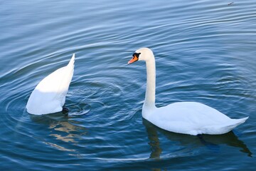 Obraz premium Beautiful white swan swimming while another one is hunting a fish in Danube River