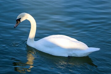 Obraz premium Beautiful white swan swimming alone in Danube River