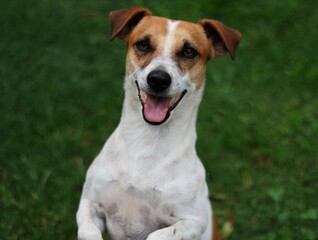 Closeup of a cute Jack Russell Terrier against blurred grass