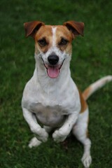 Vertical closeup of a cute Jack Russell Terrier against blurred grass