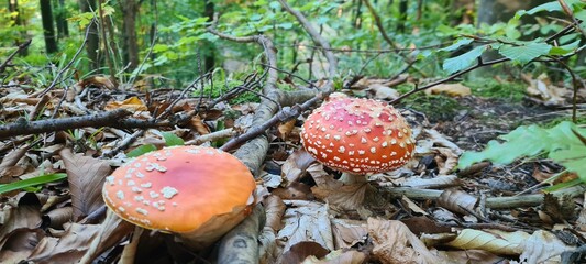 Wild mushroom in the forest ground