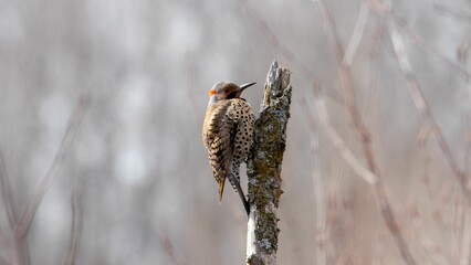 Selective focus of a Northern flicker on a tree branch with blurred and foggy background