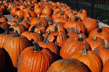 Closeup of pumpkins in a market