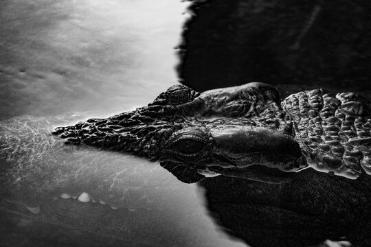 Grayscale shot of an alligator swimming under the water