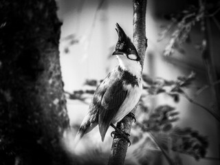 Bulbul Bird Sitting on Tree