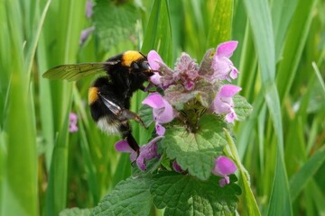 The bumblebee sucks the tasty sweet nectar from a field flower