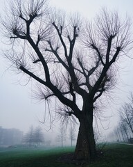 Tree in a park on a foggy day