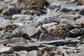 Tree pipit bird perching on rock