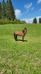 Vertical shot of a horse eating green grass in the field on a sunny day