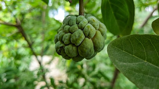 Closeup shot of a green Sugar-apple fruit on a tree on an isolated background