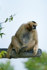Vertical shot of a gibbon monkey sitting on a tree branch