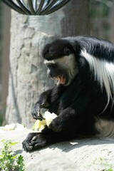 Vertical closeup shot of a colobus monkey eating food at a zoo