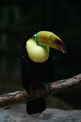 Vertical shot of a tropical keel-billed toucan perched on a tree branch