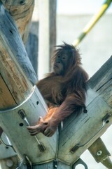 Vertical shot of a brown orangutan on a wooden platform in a zoo - obrazy, fototapety, plakaty
