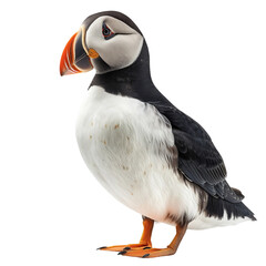 Naklejka premium Atlantic puffin bird on transparent background. Endangered species and ornithology concept. Documentary shot for set, collection, education, aid, element for design