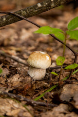 Single Boletus mushroom in the wild. Porcini mushroom grows on the forest floor at autumn season..