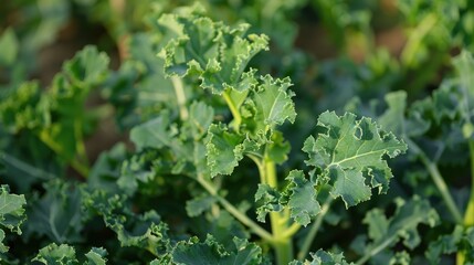 Fototapeta premium A wild kale plant with a vibrant green color is growing