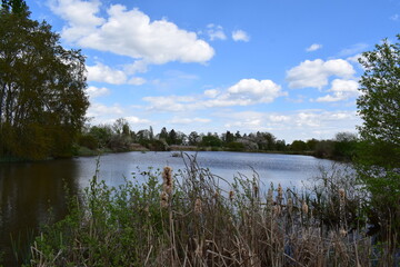 swamp lake in spring