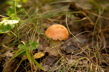 Red boletus mushroom in the wild. Red boletus mushroom grows on the forest floor at autumn season..