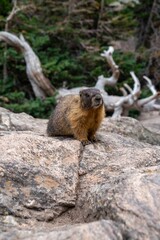 Naklejka na ściany i meble Vertical shot of a large marmot in the wilderness sitting on top of a rock in daylight