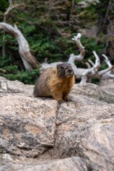 Vertical shot of a large marmot in the wilderness sitting on top of a rock in daylight