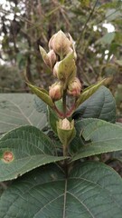 Clerodendrum infortunatum Flower bud getting ready.
