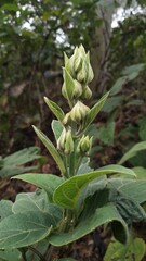 Obraz premium Clerodendrum infortunatum Flower bud getting ready.