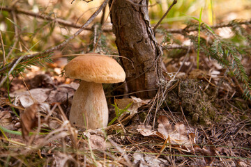Porcini mushroom growing in pine tree forest at autumn season..