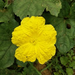 Top view of the yellow flower in the garden