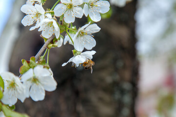 Close up view of working honeybee on white flower of sweet cherry tree. Collecting pollen and nectar to make sweet honey.