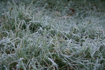 Naklejka na ściany i meble Frost on the grass in winter