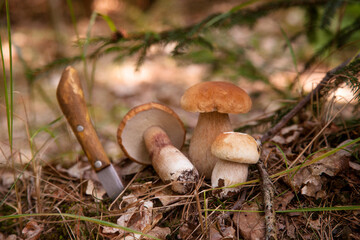 Pile of porcini mushrooms in pine tree forest at autumn season..