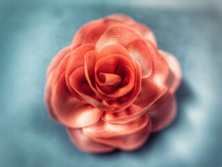 blurred image on pink rose on blue background illustration with grainy and gradient fillter 