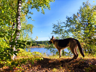 Big dog German Shepherd near water of a lake or river on summer, spring or autumn time. Russian...