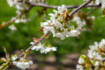 Working honeybee flying over the white flower of sweet cherry tree. Bee looking pollen and nectar to make sweet honey.