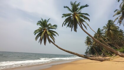 Tropical beach with palm in Sri Lanka