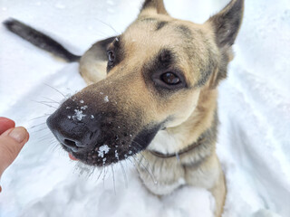 The nose and muzzle of German Shepherd dog in the snow in winter. Waiting eastern European dog veo and white snow. Partial focus