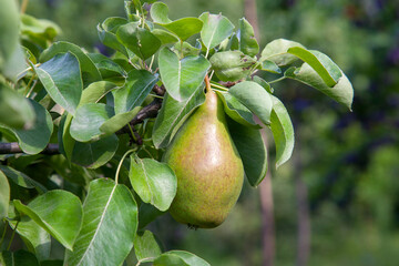 Shiny delicious pears hanging from a tree branch in the orchard..