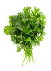 Bunch of fresh cilantro isolated on white background. Green coriander leaves.