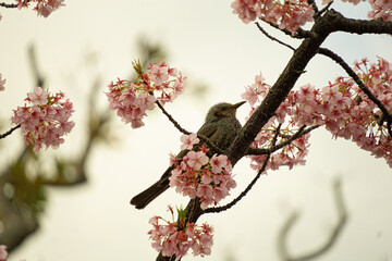 Bird on a branch from a cherry blossom tree