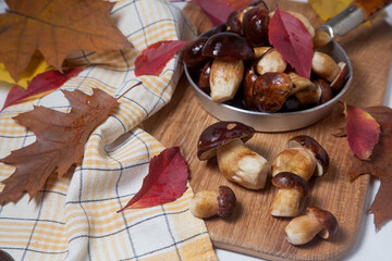 Several Imleria Badia or Boletus badius mushrooms commonly known as the bay bolete and vintage pan with mushrooms on wooden cutting board..